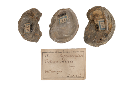 Ostrea Minor, 1901, Patrimonio Nacional, Patrimonio Nacional, 30137161, © Foto: Héctor Pérez