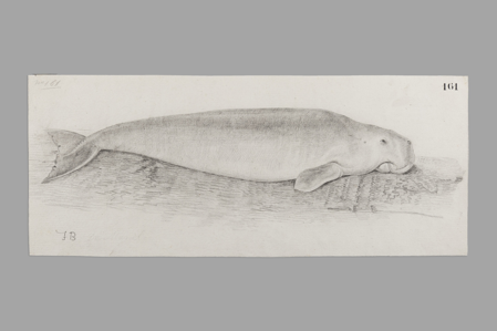 Marine animal: sea cow or sirenian, Dugong dugong, 1792-1793, Inv. 02367, Museo de América, Madrid, Photo: © Gonzalo Cases Ortega