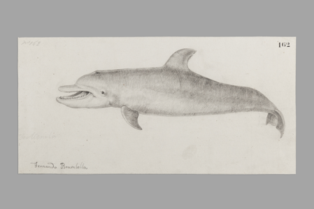 Marine animal: common bottlenose dolphin, 1792-1793, Inv. 02368, Museo de América, Madrid, Photo: © Gonzalo Cases Ortega